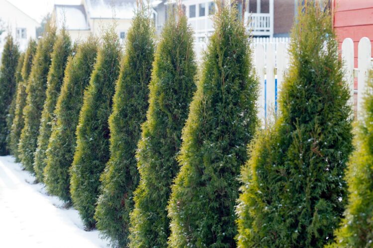 Hiding from Your Neighbor: Adding a Living Fence